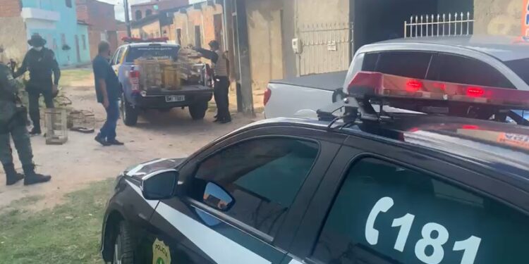 Ação conjunta entre PC, PM e Ibama apreende 59 pássaros silvestres em Aracaju