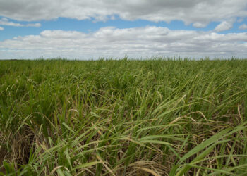 Sergipe é o terceiro estado do país com maior geração de emprego no setor agropecuário