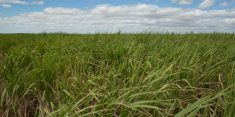 Sergipe é o terceiro estado do país com maior geração de emprego no setor agropecuário