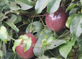 Plantação comercial de maracujá na irrigação estadual dá frutos de alta qualidade
