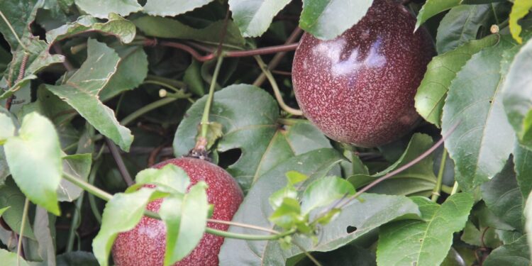 Plantação comercial de maracujá na irrigação estadual dá frutos de alta qualidade