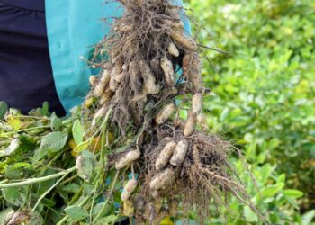 Produção do amendoim irrigado deve ser impulsionada por flexibilização do isolamento social em Lagarto