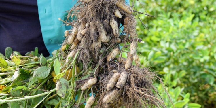 Produção do amendoim irrigado deve ser impulsionada por flexibilização do isolamento social em Lagarto