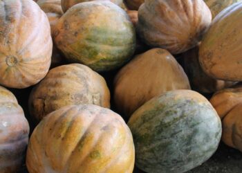 Agricultores irrigantes de Lagarto apostam em mercado promissor da abóbora