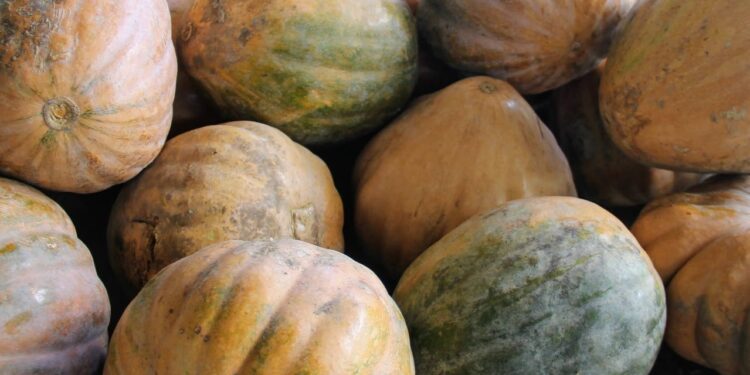 Agricultores irrigantes de Lagarto apostam em mercado promissor da abóbora