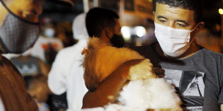 Saúde divulga balanço parcial da Campanha Nacional de Vacinação Antirrábica