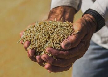 Arroz anã pode ser incluído como Indicação Geográfica no Brasil