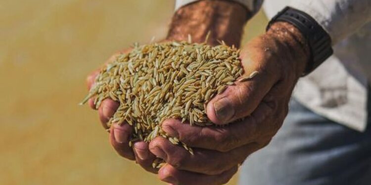 Arroz anã pode ser incluído como Indicação Geográfica no Brasil