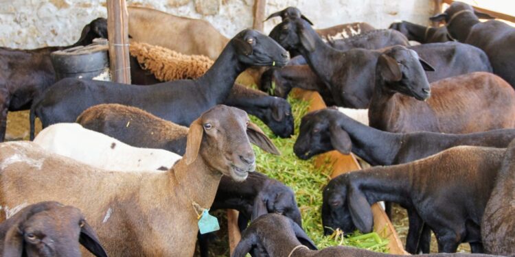 Assistência técnica e irrigação pública auxiliam redução de custos na pecuária em Tobias Barreto