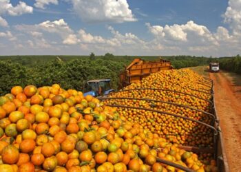 Produtores de laranja lamentam queda da produção em Sergipe