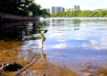 Revisão do Plano Diretor prevê avanços na política ambiental de Aracaju