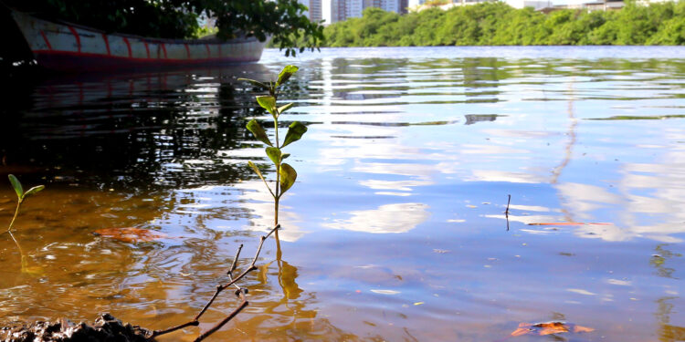 Revisão do Plano Diretor prevê avanços na política ambiental de Aracaju