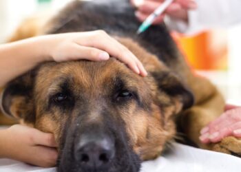 Sergipe começa a vacinação antirrábica