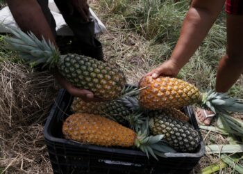 Governo entrega mais de 8,5 toneladas de alimentos do PAA Estadual em Estância