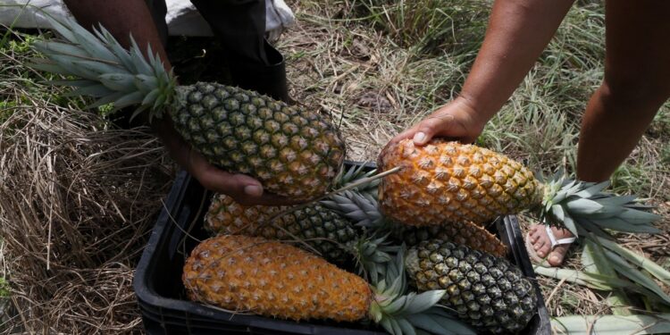Governo entrega mais de 8,5 toneladas de alimentos do PAA Estadual em Estância