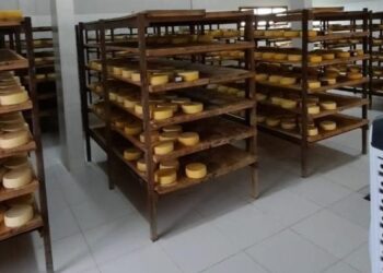 Queijeiros sergipanos participam de intercâmbio em MG