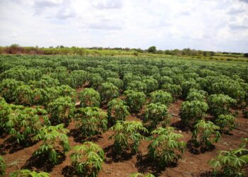Macaxeira irrigada no sertão de Canindé tem qualidade e promove renda ao agricultor