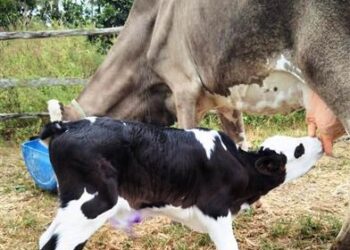 Melhoramento genético em bovinos já soma 177 procedimentos este ano em Estância