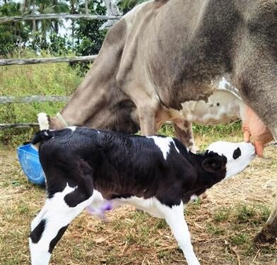 Melhoramento genético em bovinos já soma 177 procedimentos este ano em Estância