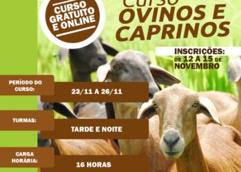 Senar Sergipe abre inscrições para curso online e gratuito de criação de ovinos e caprinos