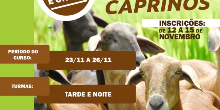 Senar Sergipe abre inscrições para curso online e gratuito de criação de ovinos e caprinos