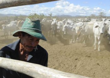Brasil inicia 2ª etapa da campanha de vacinação contra febre aftosa