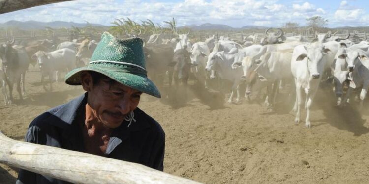 Brasil inicia 2ª etapa da campanha de vacinação contra febre aftosa