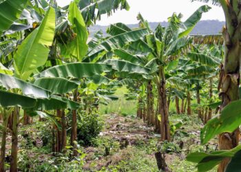 Banana-da-terra surge como cultivo viável na irrigação pública em Riachuelo