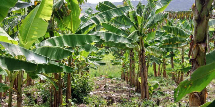 Banana-da-terra surge como cultivo viável na irrigação pública em Riachuelo
