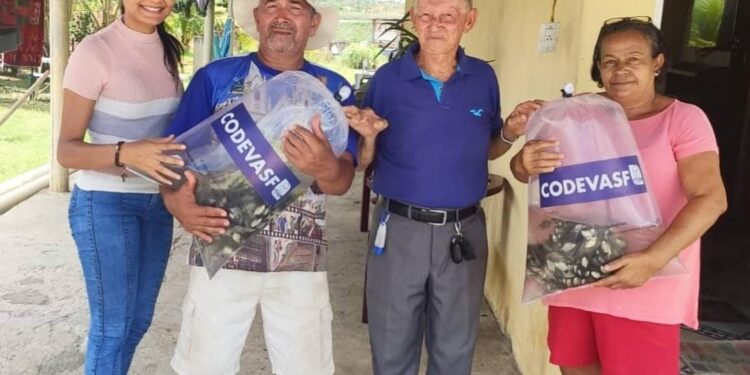 Prefeitura de Propriá parceria com Codevasf distribui alevinos para comunidade