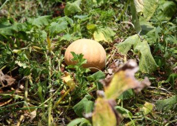 Alta do milho também impulsiona preço da abóbora irrigada produzida no Sertão Sergipano