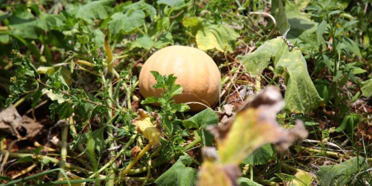 Alta do milho também impulsiona preço da abóbora irrigada produzida no Sertão Sergipano