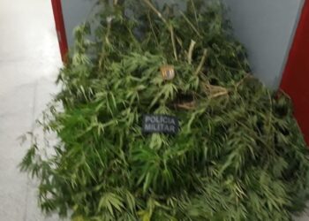 Radiopatrulha apreende maconha cortada em várias mudas no Tijuquinha, em São Cristóvão