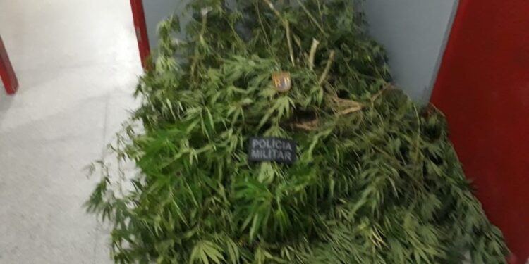 Radiopatrulha apreende maconha cortada em várias mudas no Tijuquinha, em São Cristóvão