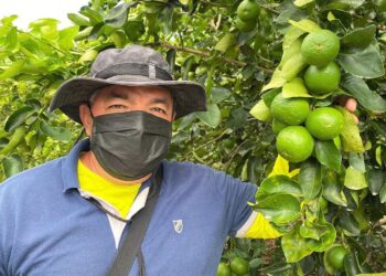 Alto Sertão começa a produzir limão taiti com o suporte da irrigação pública estadual