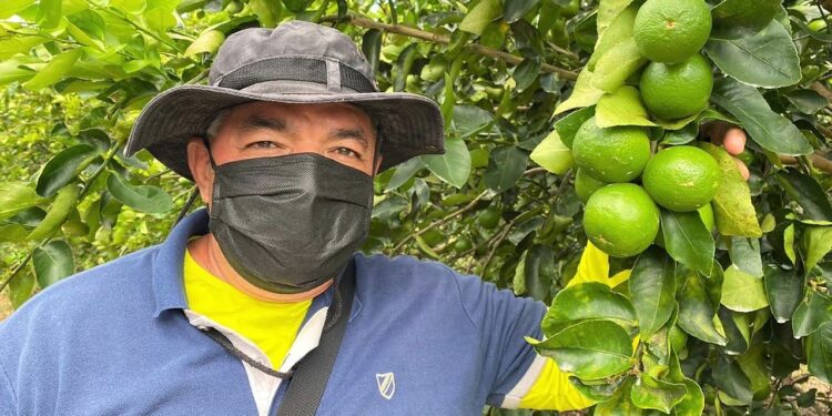 Alto Sertão começa a produzir limão taiti com o suporte da irrigação pública estadual