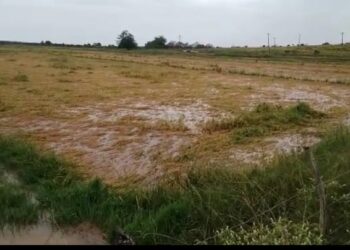 Chuva causa prejuízo de R$ 5 milhões aos rizicultores de Neópolis