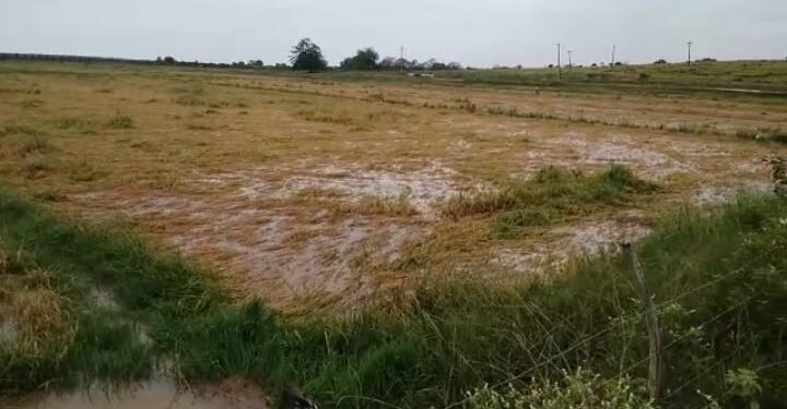Chuva causa prejuízo de R$ 5 milhões aos rizicultores de Neópolis