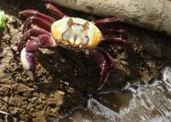 Período de defeso do caranguejo-uçá começa no dia 3 de janeiro de 2022