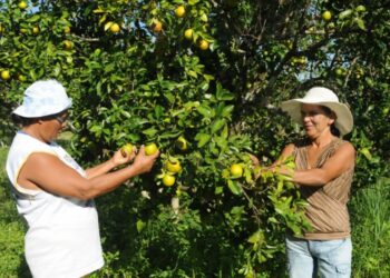 Governo paga primeira parcela do Programa Mão Amiga Laranja