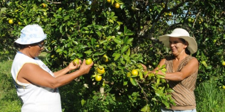 Governo paga primeira parcela do Programa Mão Amiga Laranja