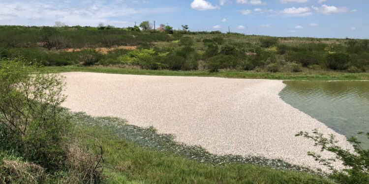 Adema fiscaliza mortandade de peixes em barragem de Glória