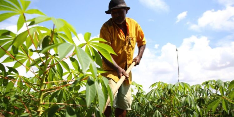 Agricultores de 17 municípios receberão o seguro do Garantia-Safra