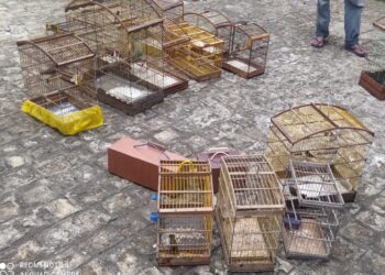Polícia Militar flagra comércio ilegal de aves silvestres em Lagarto