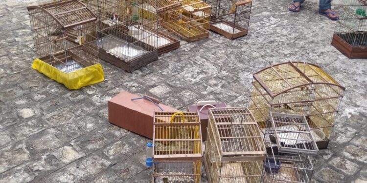Polícia Militar flagra comércio ilegal de aves silvestres em Lagarto