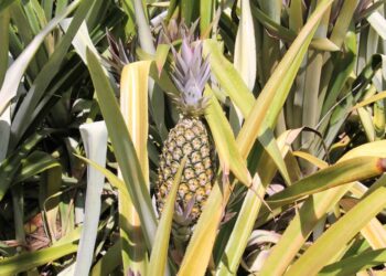 Produção de abacaxi via irrigação pública em Riachuelo faz boa clientela