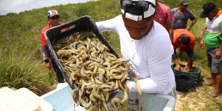 Carcinicultura é opção de renda viável para produtores de São Cristóvão