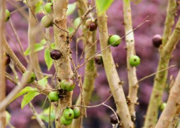 Irrigação pública dá suporte a viveiros de mudas e plantas ornamentais em Lagarto