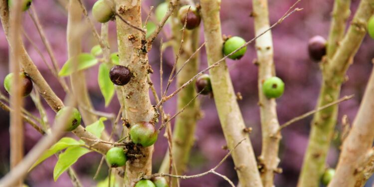 Irrigação pública dá suporte a viveiros de mudas e plantas ornamentais em Lagarto