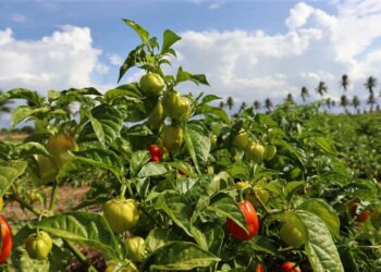 Cresce demanda por pimenta habanero e anima agricultores irrigantes de Lagarto
